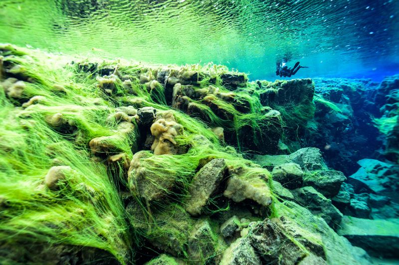 The mossy bottom of Silfra a famous diving spot in Iceland