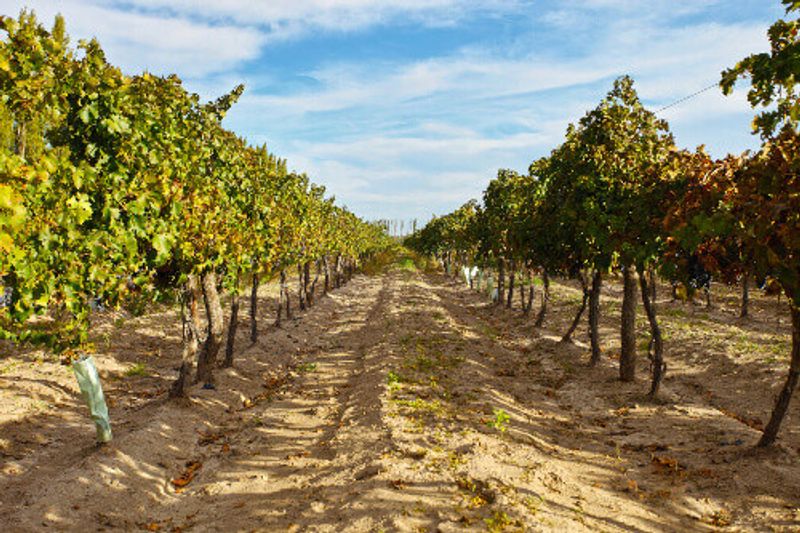 A beautiful malbec grape plantation in the city of San Rafael in Mendoza.