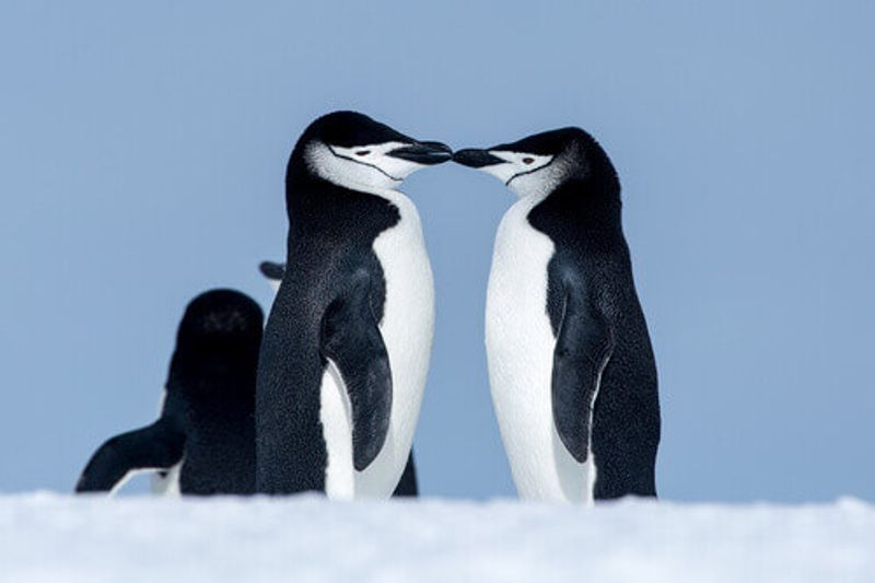 Chinstrap Penguins kissing in Antarctica.