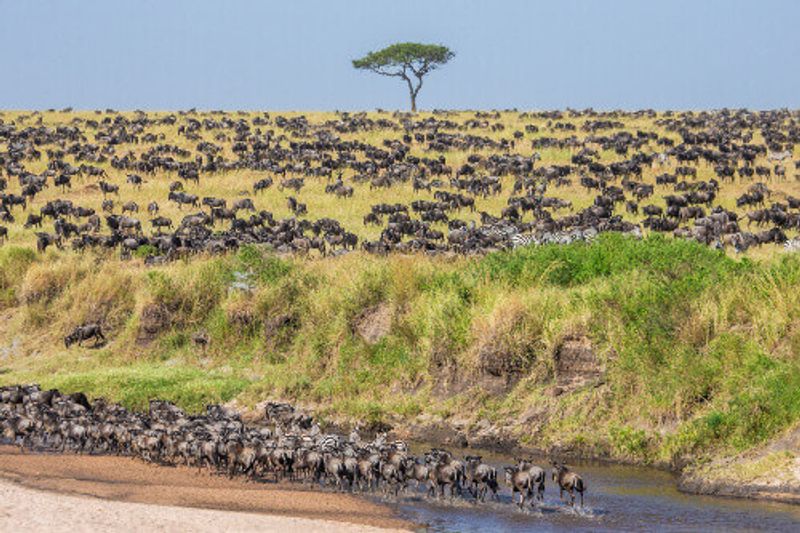 Wildebeests on a great migration in Maasai Mara National Park.