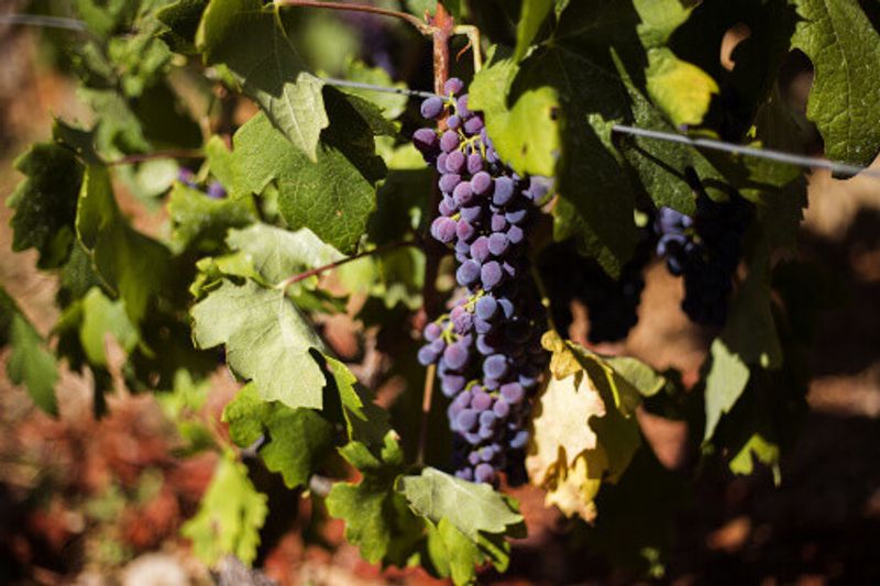 Organic Plavac Mali grapes grown in the Ivan Dolac village on Hvar Island.
