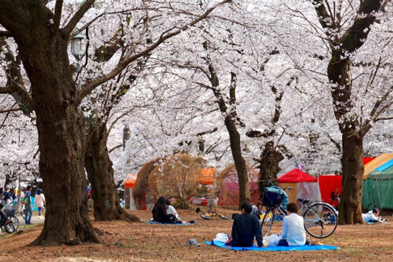 People having picnics and admiring cherry blossoms under Sakura trees in Omiya Park, Saitama, Japan.