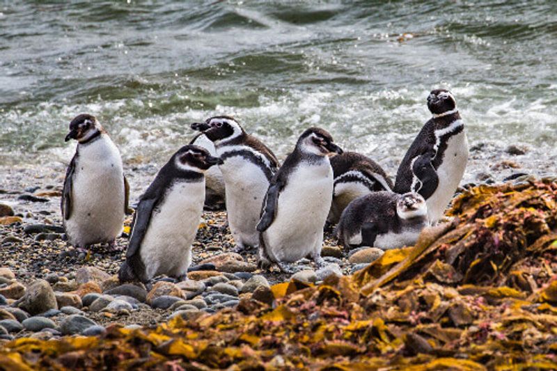 Colony of Magellanic Penguins on Magdalena Island, Strait of Magellan, Chile.