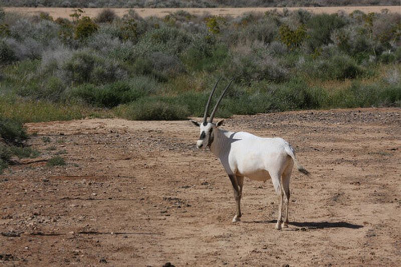 Arabian White Oryx located at the Shaumari Wildlife Reserve in Jordan.