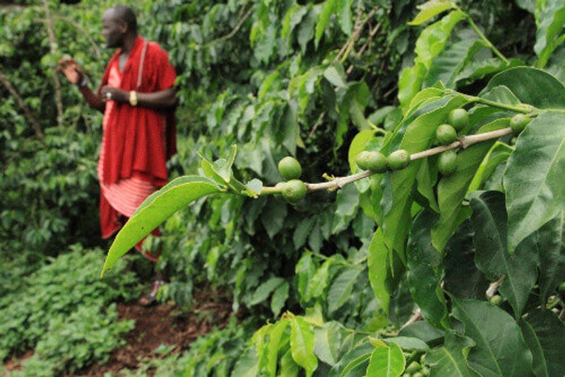 Raw coffee beans located at a farm in Arusha.