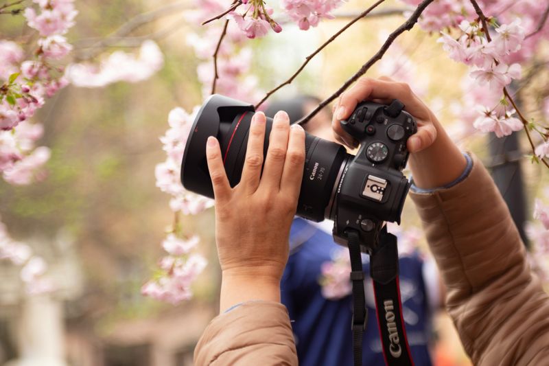Cherry blossom photography in Japan is a spring highlight—arrive early to capture soft morning light and fewer crowds.