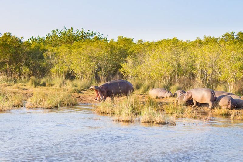 In Isimangaliso Wetland Park, visitors can see wildlife up close.
