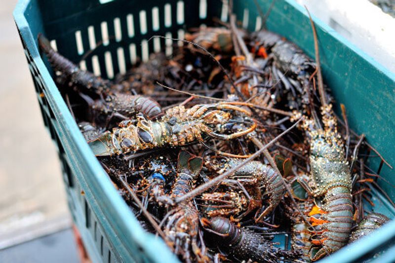Basket of fresh lobsters in Jagalchi Market, Busan.