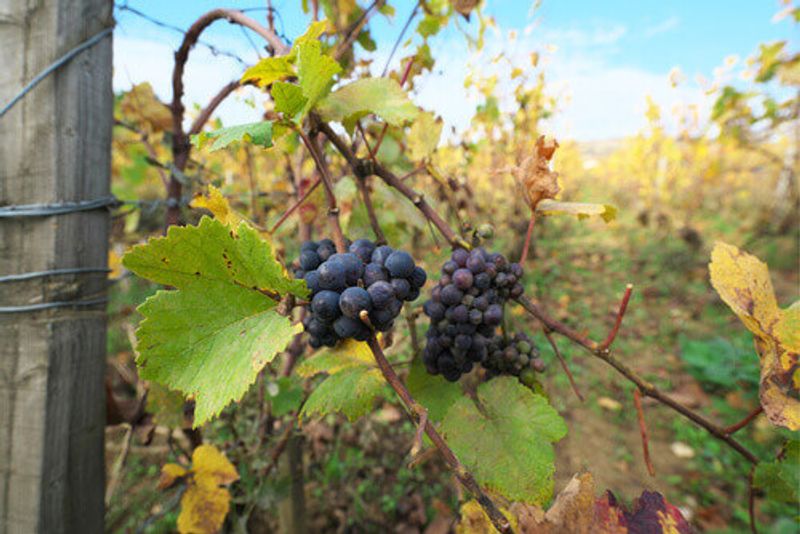 A vineyard in Vosne-Romanee in Cote de Nuits, Bourgogne.