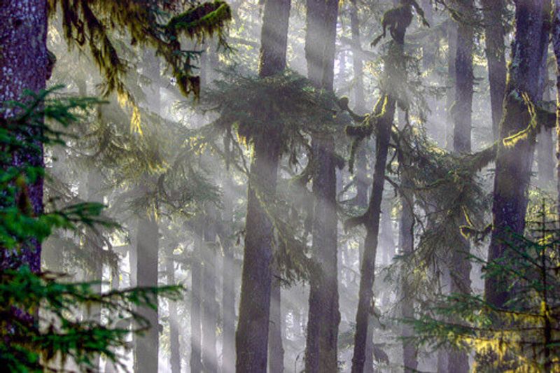 The lush Tongass National Forest in Yakutat, Alaska.