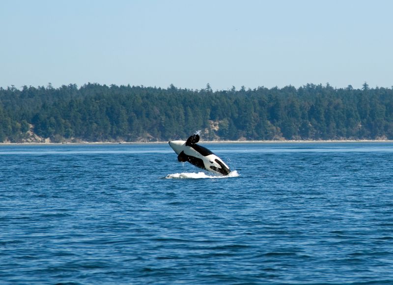 Orca whale breaching near Vancouver Island