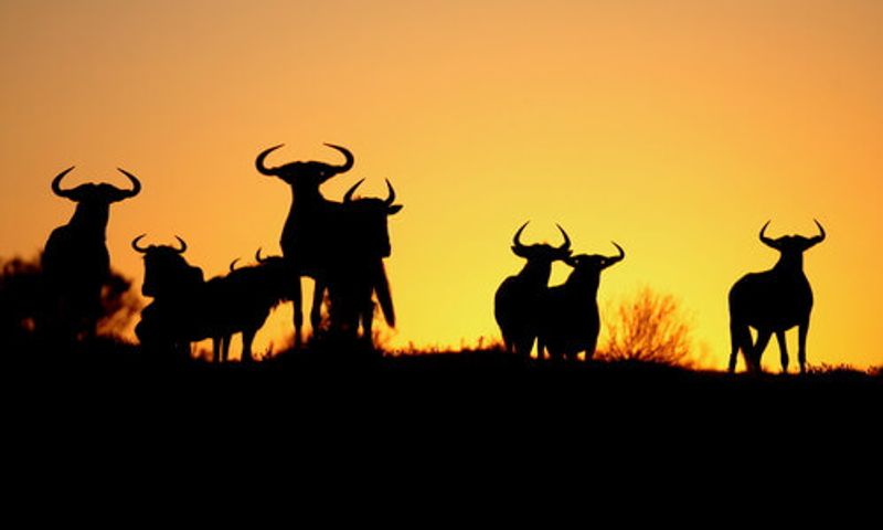 A herd of wildebeest silhouetteted in the sunset.