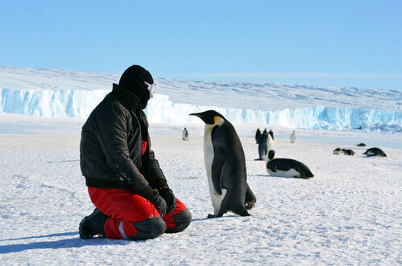 An Emperor Penguin approaches a man in Antarctica.