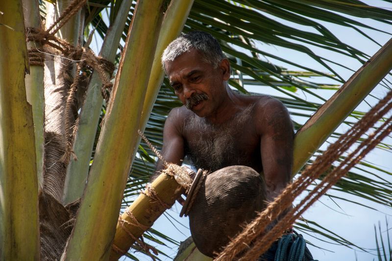 A toddy tapper harvesting a Toddy, a popular wine made from coconut syrup and sugar