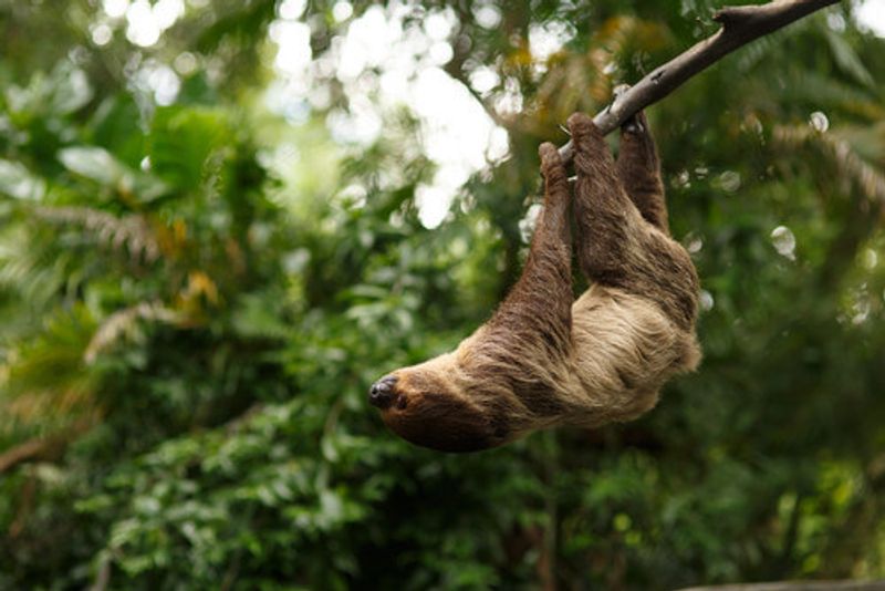 A sloth in the Amazon Rainforest.