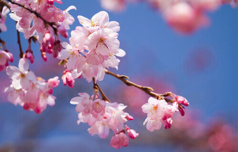 Close up of a cherry blossom in Japan.