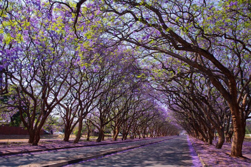 Vibrant blooming Jacaranda trees lining Milton Avenue in Harare.