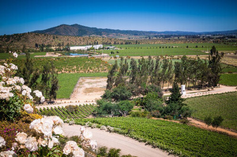 A beautiful green vineyard with mountains and hills in the background.