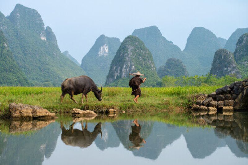 Farmer tends his buffalo in a paddy field of Huixiang in Guilin.