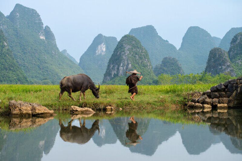 A farmer tends to his buffalo in a paddy field in Huixiang.