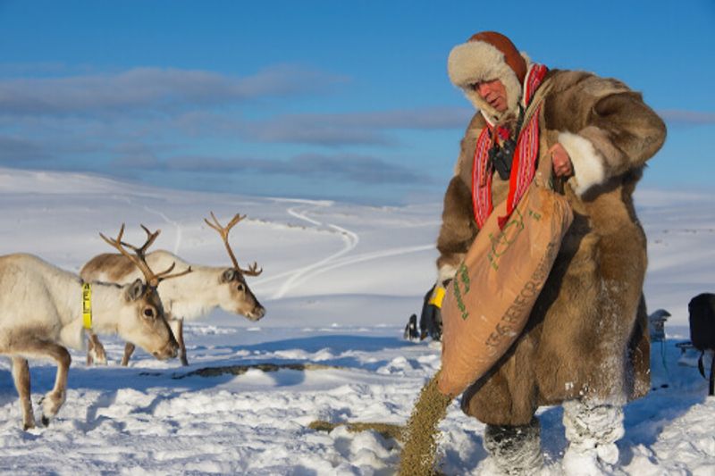 Common sights in Lapland include locals feeding reindeers in winter.