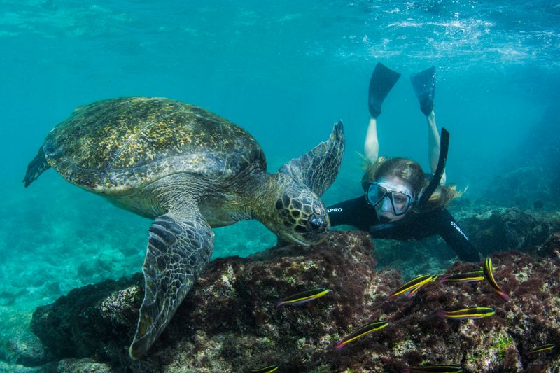 The Galapagos is one of the best place on the planet to swim with turtles