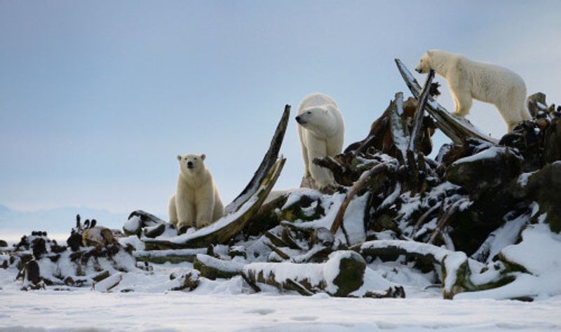 Polar bears in Kaktovik exploring ruins.