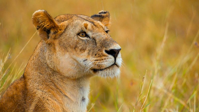 Female lion in golden African savannah, a highlight of Big Five safari tours in Kruger and Masai Mara