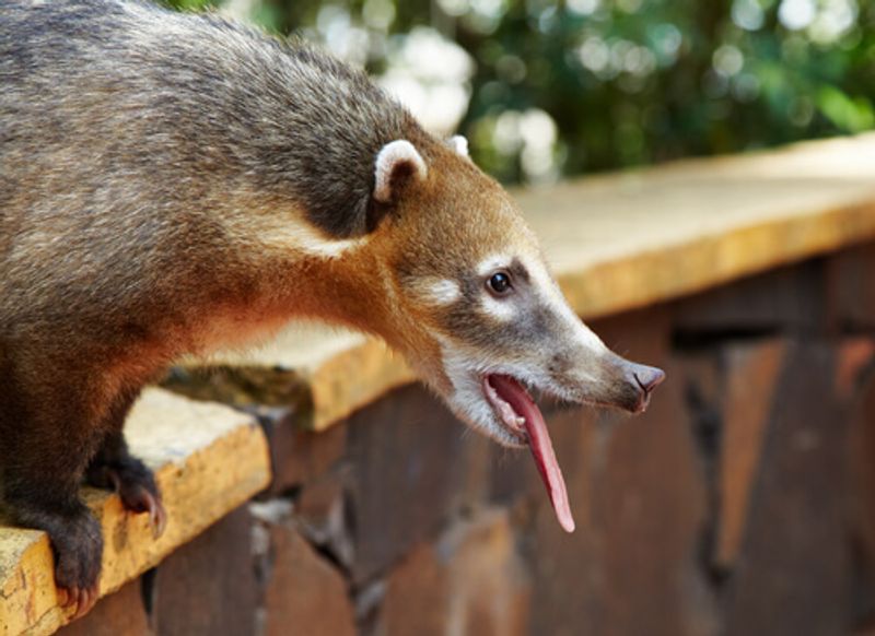 Iguazu Falls boasts wildlife such as Coati.