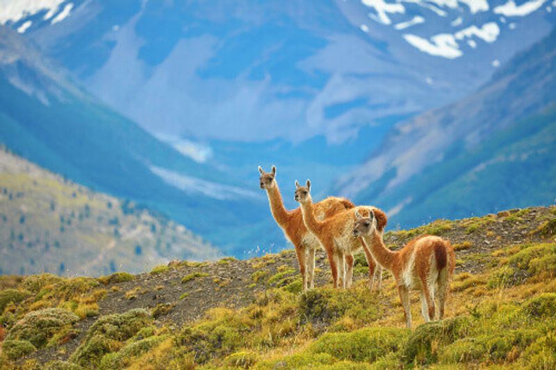 Three Guanacos in Torres del Paine National Park, Patagonia, Chile.