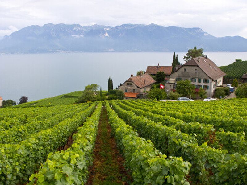 Vineyard terraces in the Lavaux, a UNESCO World Heritage region in Vaud, Switzerland.