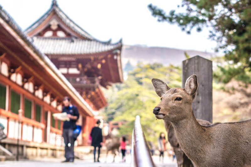 A deer stands close to the camera in front of a Temple in Nara, Japan.