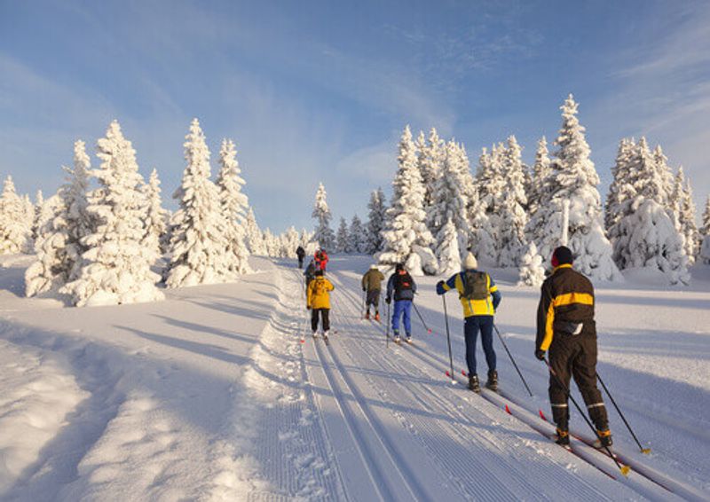 A group of cross country skiers on a sunny winter morning.