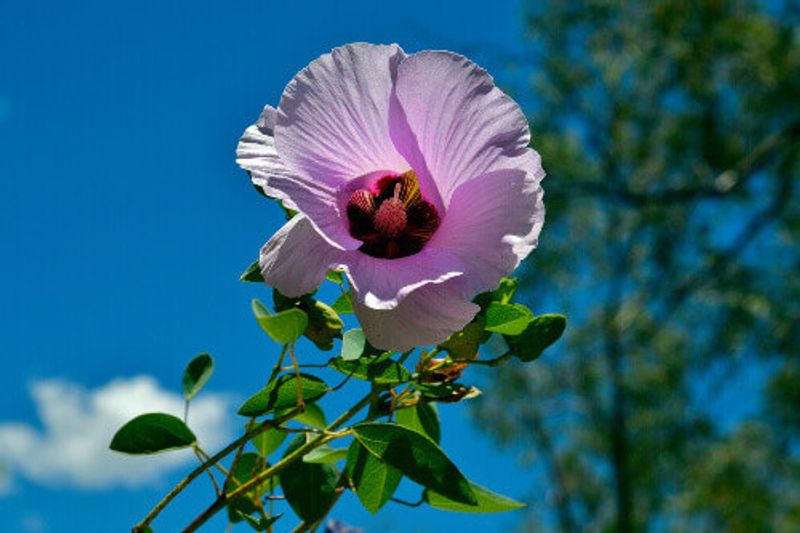 Sturts Desert Rose, the flower emblem of the Northern Territory.