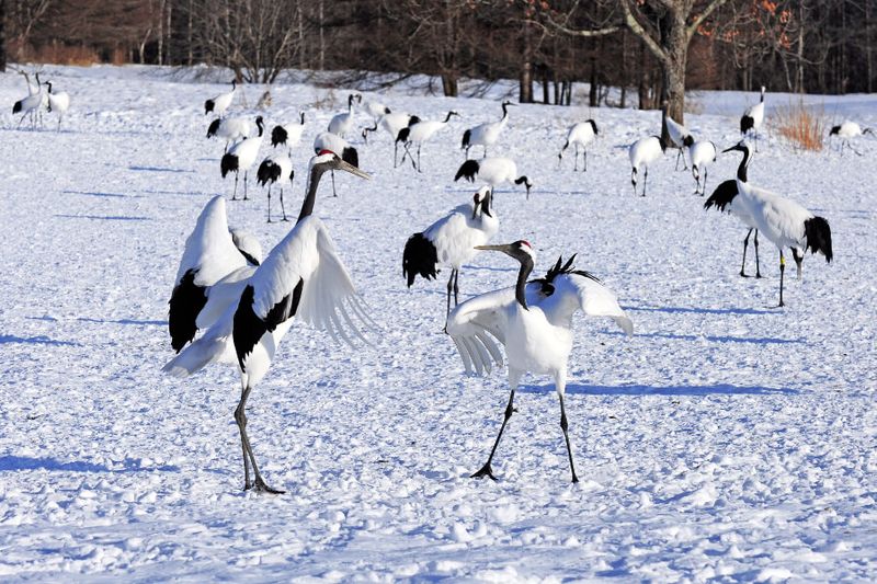 Tancho dancing at Kushiro Shitsugen National Park