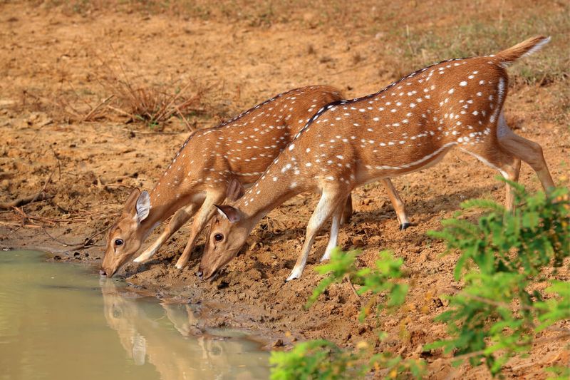 The Yala National Park boasts attractive wildlife, such as this deer enjoying fresh water.