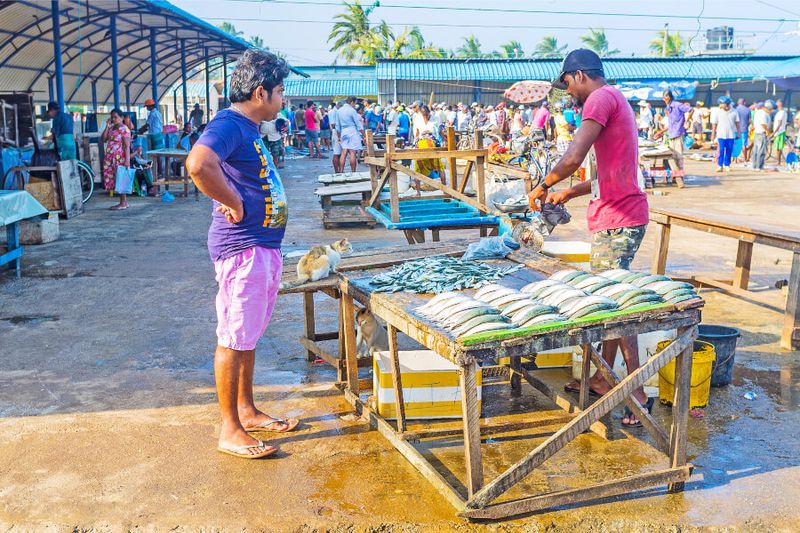 A small stall at the main fish market with a customer buying fish while a cat watches on.