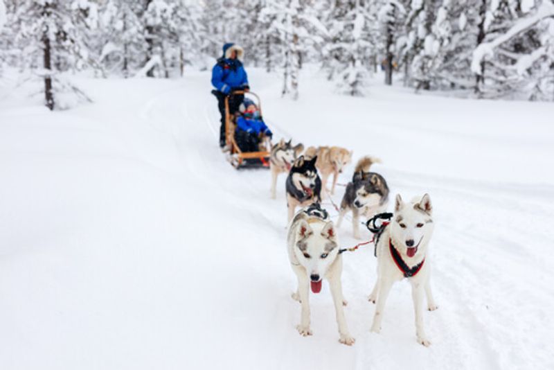 In winter, Lapland boasts actvities such as sledding with Huskies.