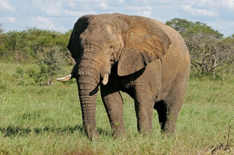 A large African bull elephant in the Hwang National Park.