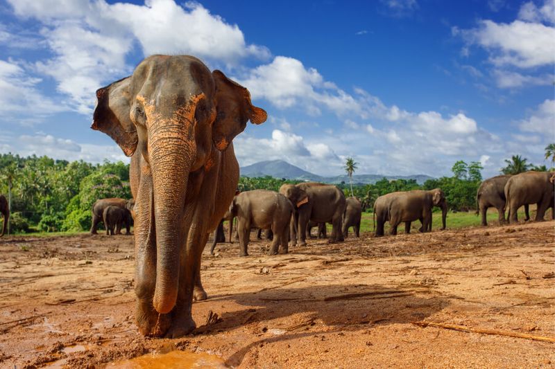 In Pinnawela, Sri Lanka, visitors can see Elephants up close.