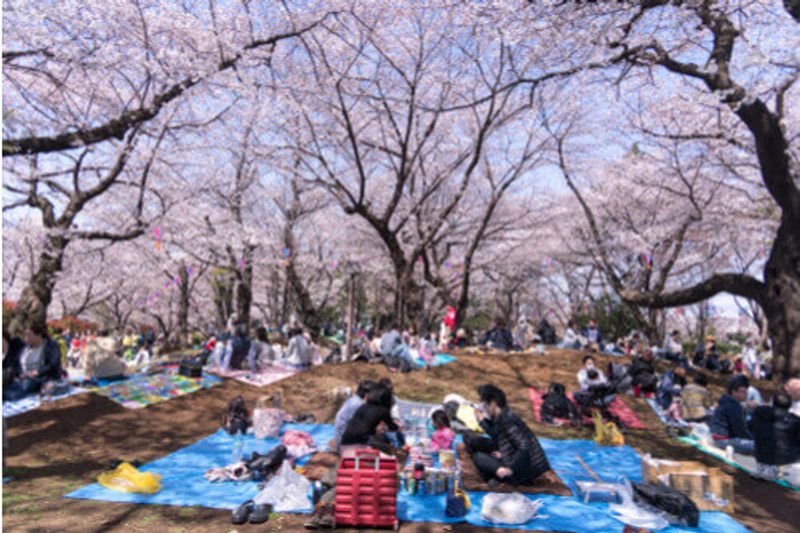 People father at a Hanami flower viewing party in Japan.