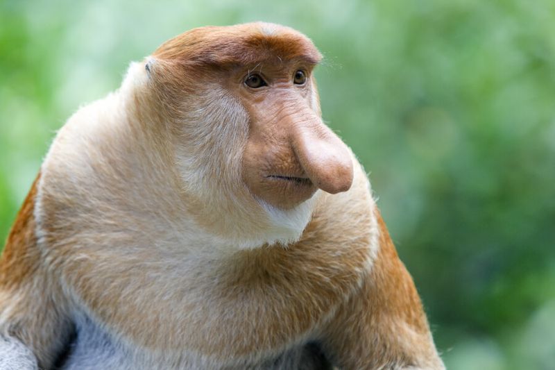 A rare Proboscis monkey in the mangrove