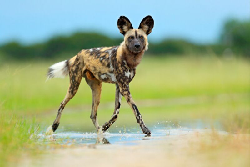 An African wild dog on the hunt is a remarkable sight while on safari in Africa.