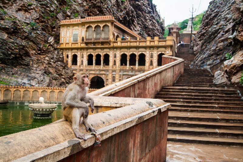 Monkeys are common sights in temples in India, this one is enjoying a seat at the Galtaji Temple, or Monkey Temple in Jaipur.