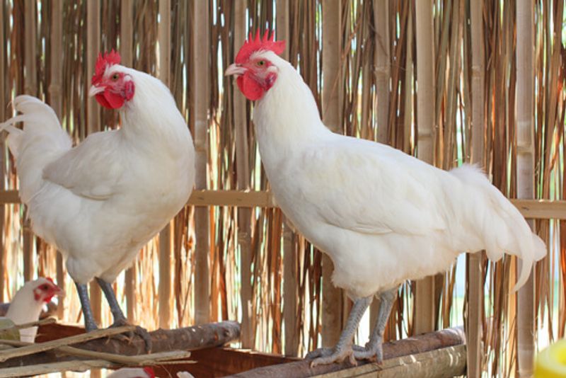 Poulet de Bresse is the French term for the local variety of chicken.