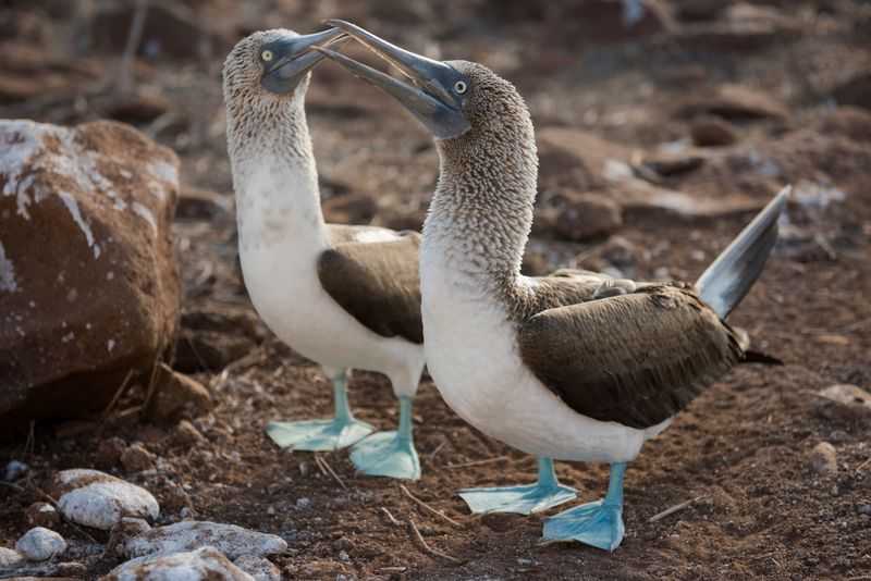 Blue-footed boobies are monogamous and care for the eggs and their young together