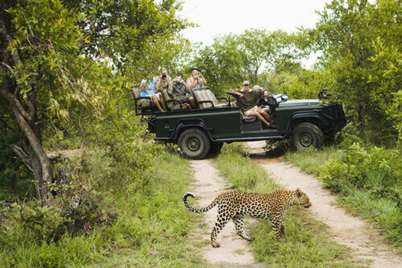 A leopard crossing the road as tourists watch in the Kruger National Park.