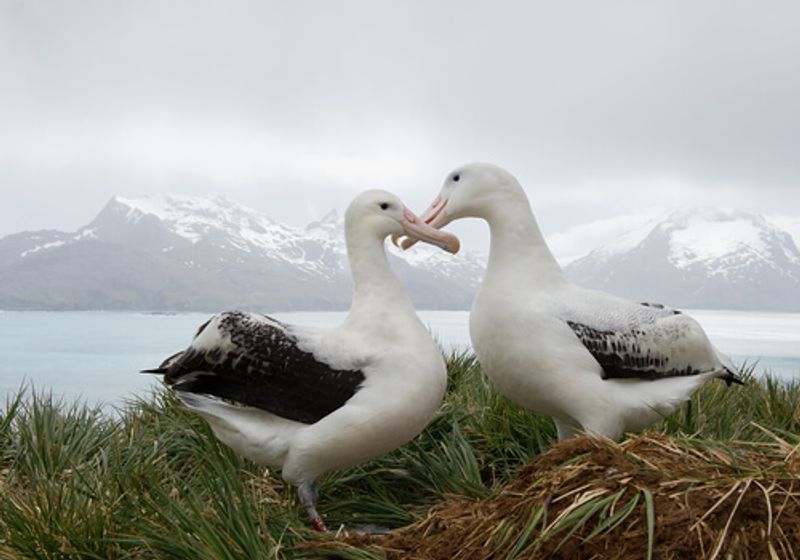 Two wild Albatrosses settled on the grass.