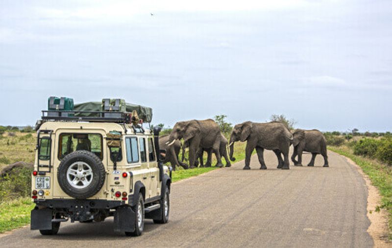 Visitors on Safari in Kruger National park watch in awe, as a herd of wild elephants cross the road.