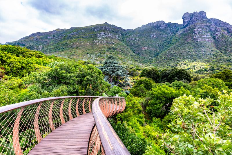 The lush Kirstenbosch National Botanical Garden tree top canopy walk overlooking the Table Mountains.
